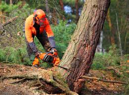 Best Utility Line Clearance  in San Anselmo, CA