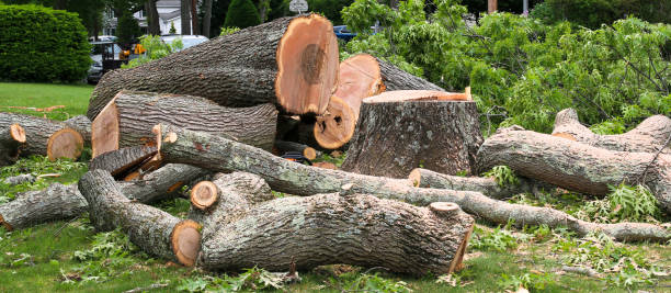 Best Tree Risk Assessment  in San Anselmo, CA