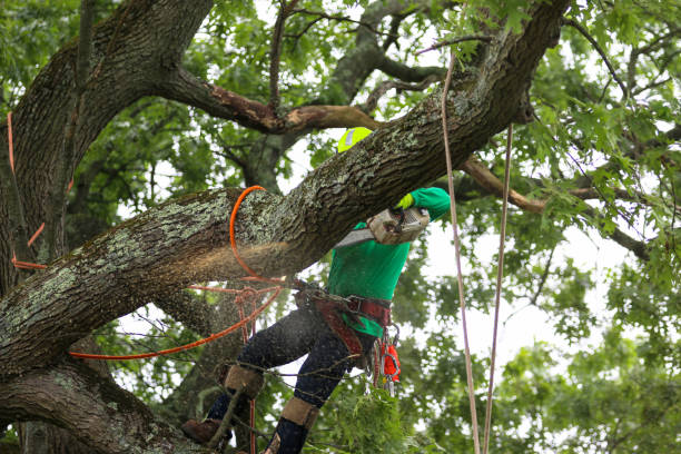 Best Storm Damage Tree Cleanup  in San Anselmo, CA