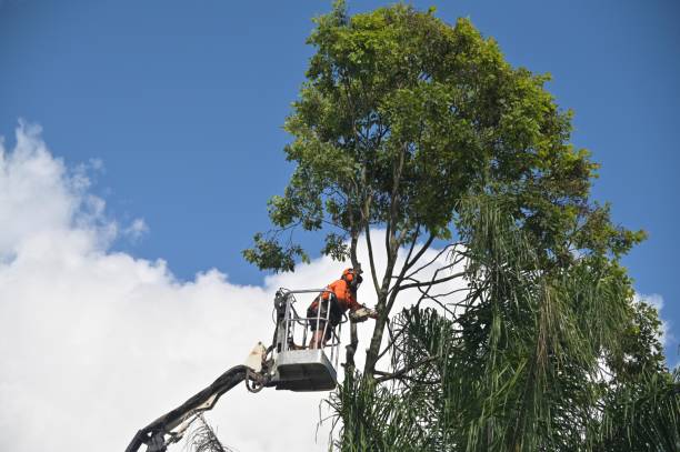 Best Tree Removal  in San Anselmo, CA