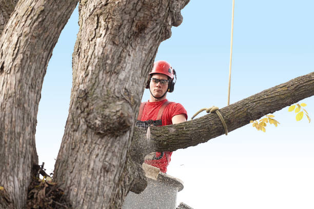 Best Fruit Tree Pruning  in San Anselmo, CA