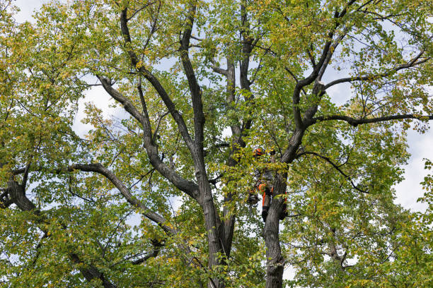  San Anselmo, CA Tree Removal Services Pros